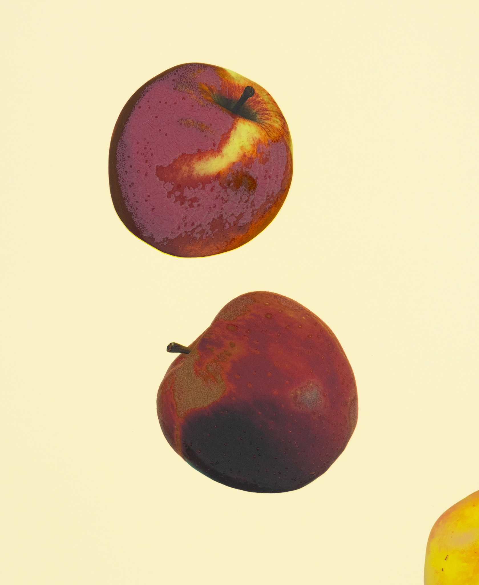 Anya Gallaccio, <i>Waxing Star </i>(2026), Detail