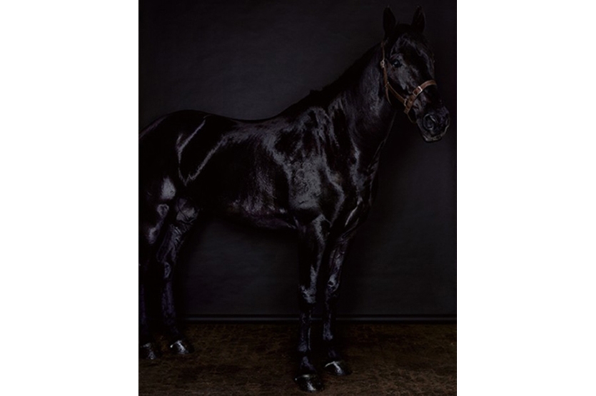 Sarah Jones, 'Horse (Profile) (Black) (II)', 2010/2013. Right panel of diptych. 

