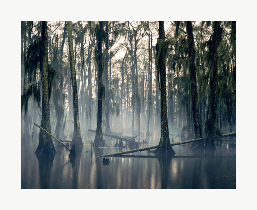 Spanish Moss, Louisiana, USA, 1997 (2013)