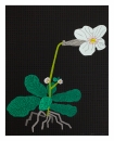 White Flower with Grid (2024)