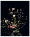 The Rose Gardens (Display: II) (III) (2013)