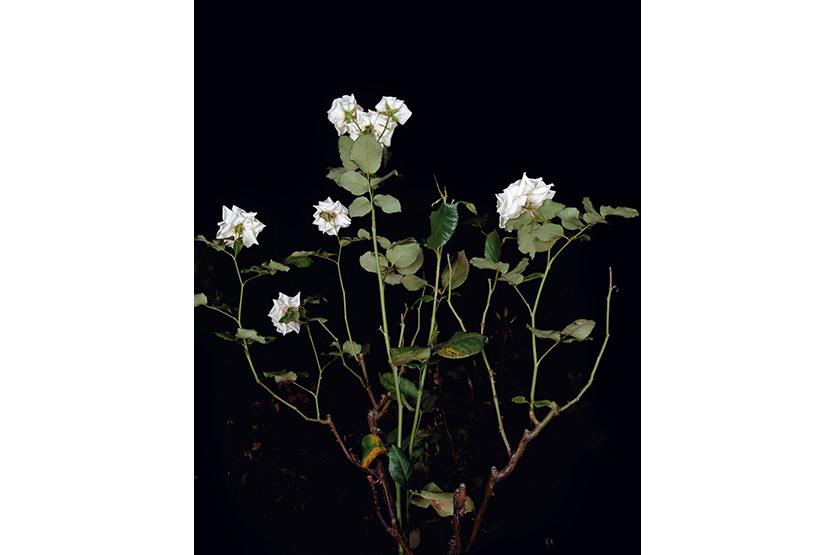 Sarah Jones, 'The Rose Gardens (Display: III/White) (I)', 2007
