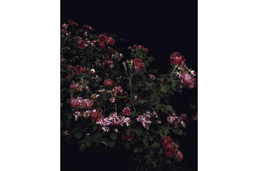 Sarah Jones, â€˜The Rose Gardens Display IVâ€™, 2009
